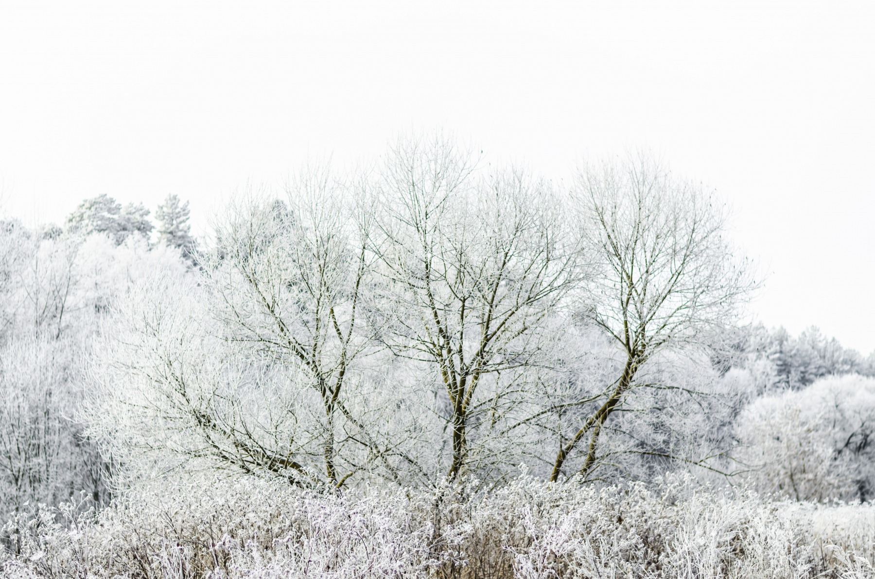 Королева Зима | Фотограф Sergeu Ogorod | foto.by фото.бай