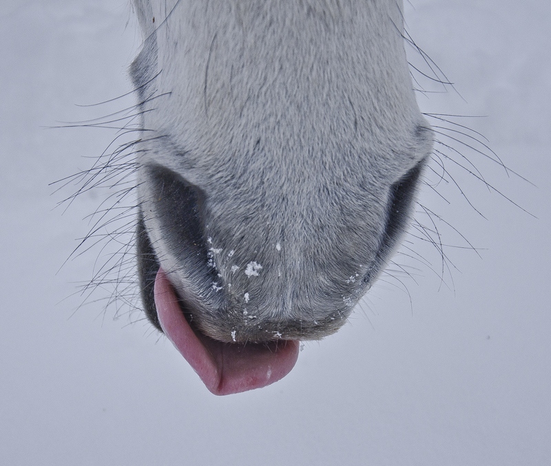 Лошадка язык. Язык лошади. Язык лошади сердечком. Лошадка языком.