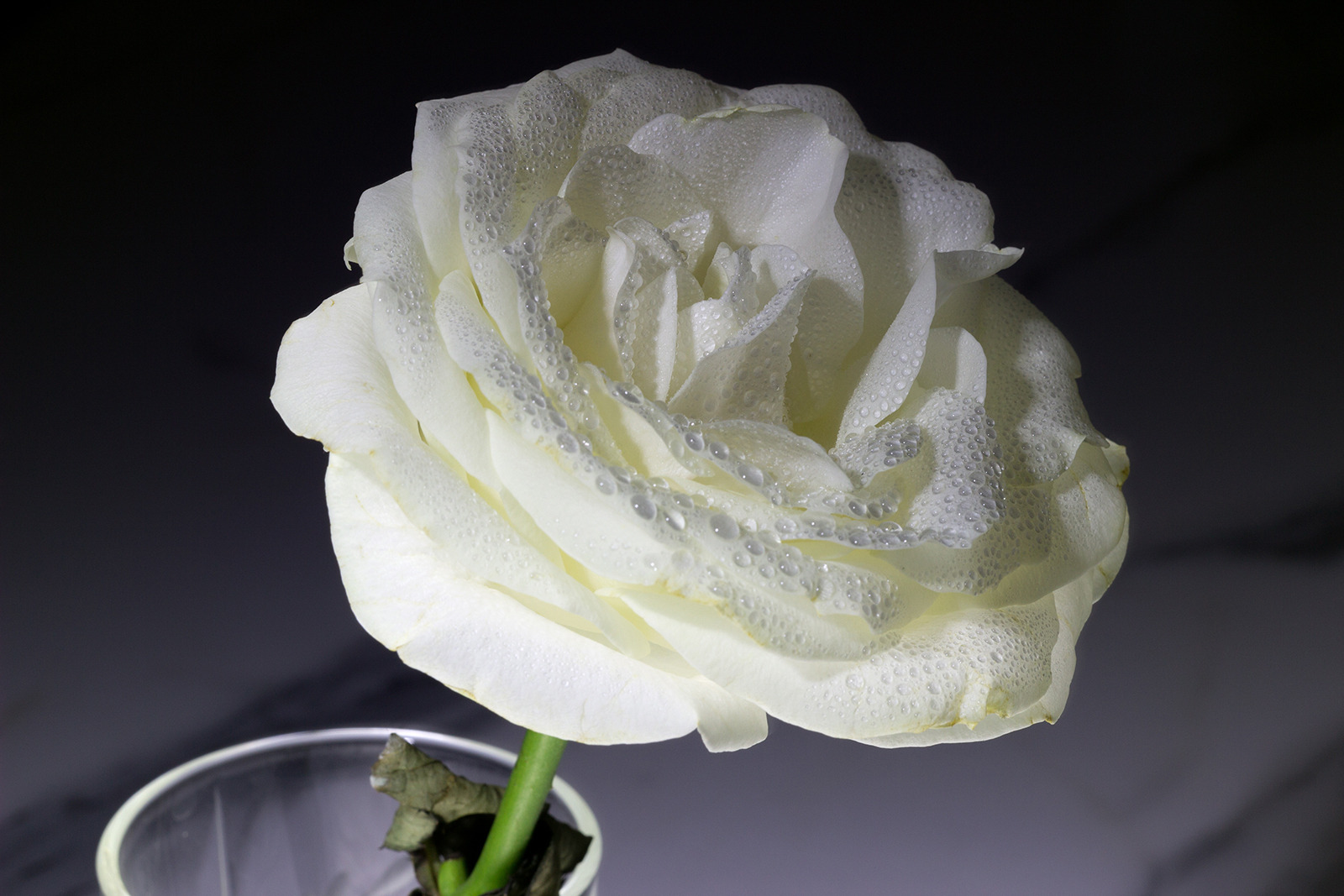 Цветок белой розы в стакане | Фотограф Вадим К | foto.by фото.бай