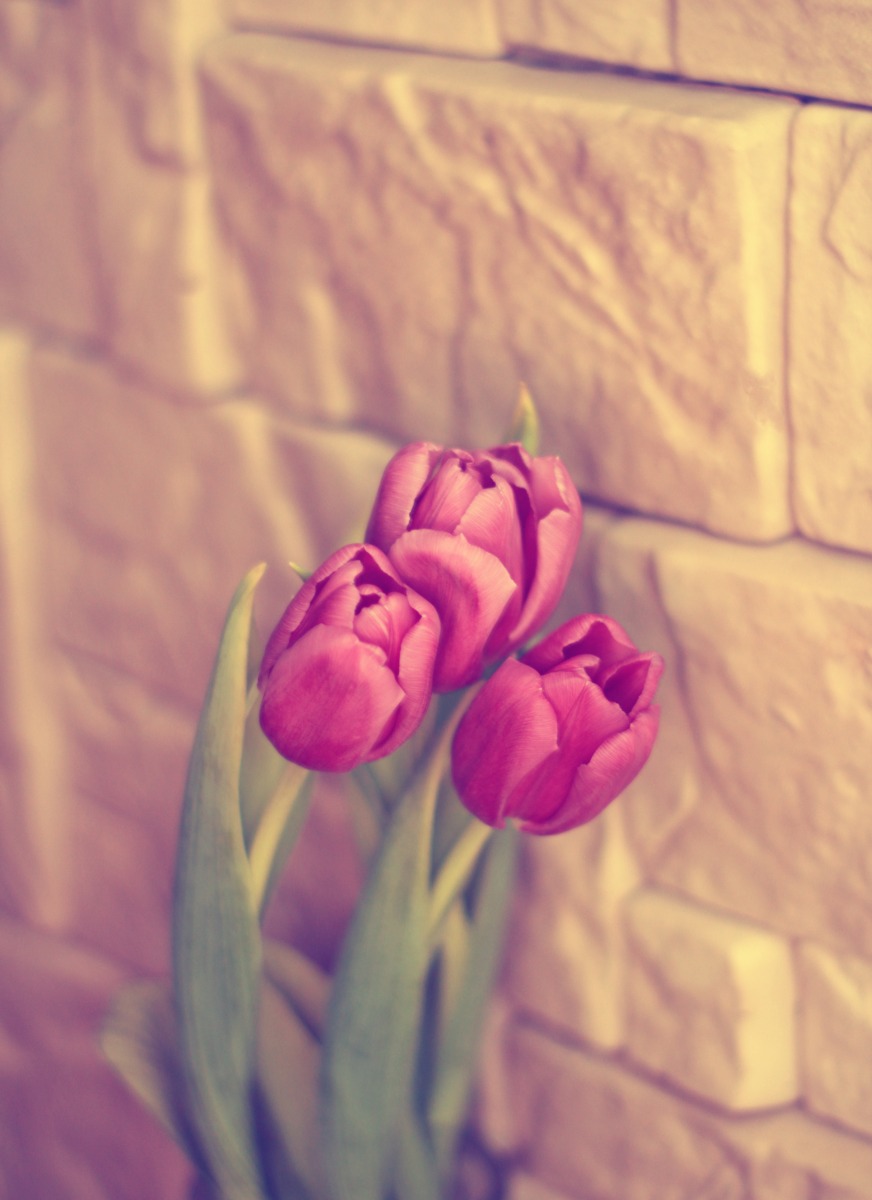 тюльпаны | Фотограф Светлана Шавловская | foto.by фото.бай