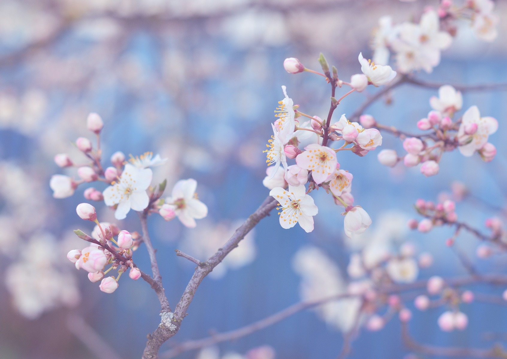Весна | Фотограф Юлия Марковская | foto.by фото.бай