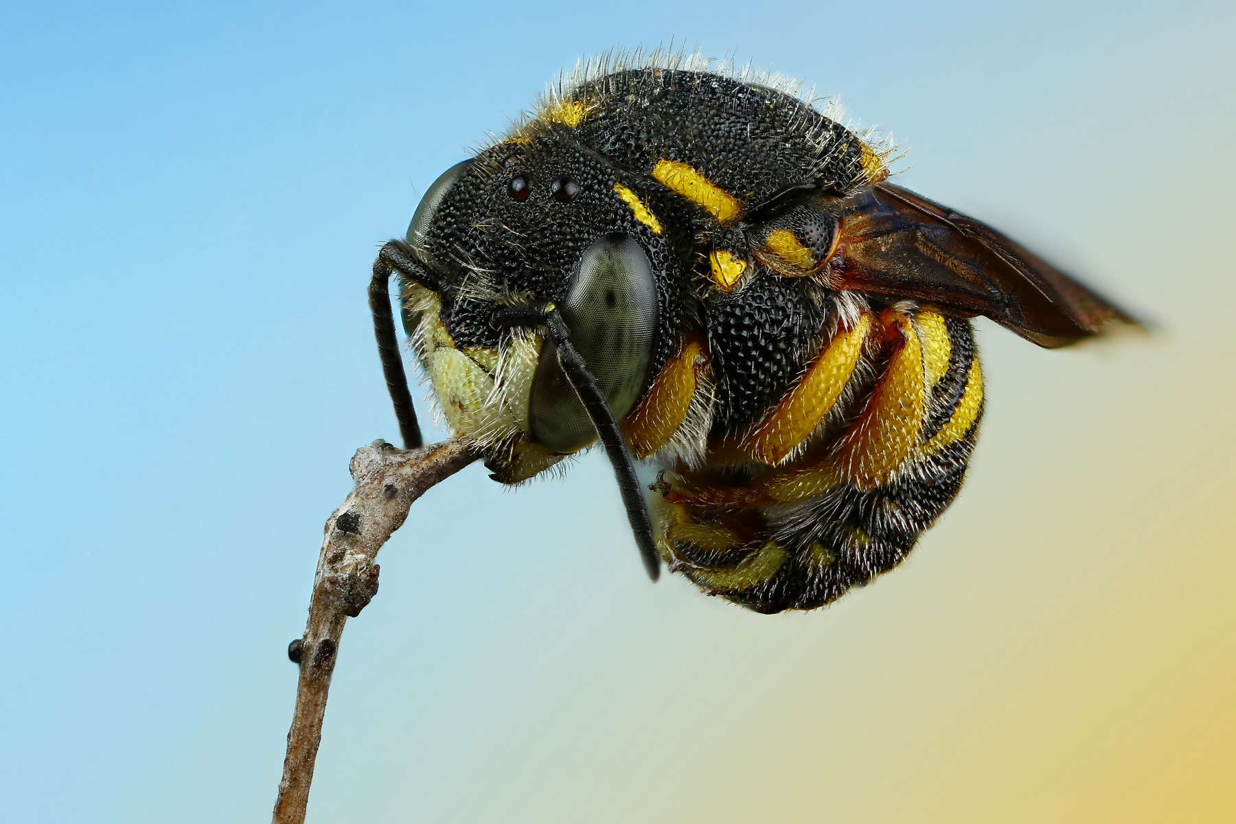 Пчелка | Фотограф Андрей Шаповалов | foto.by фото.бай