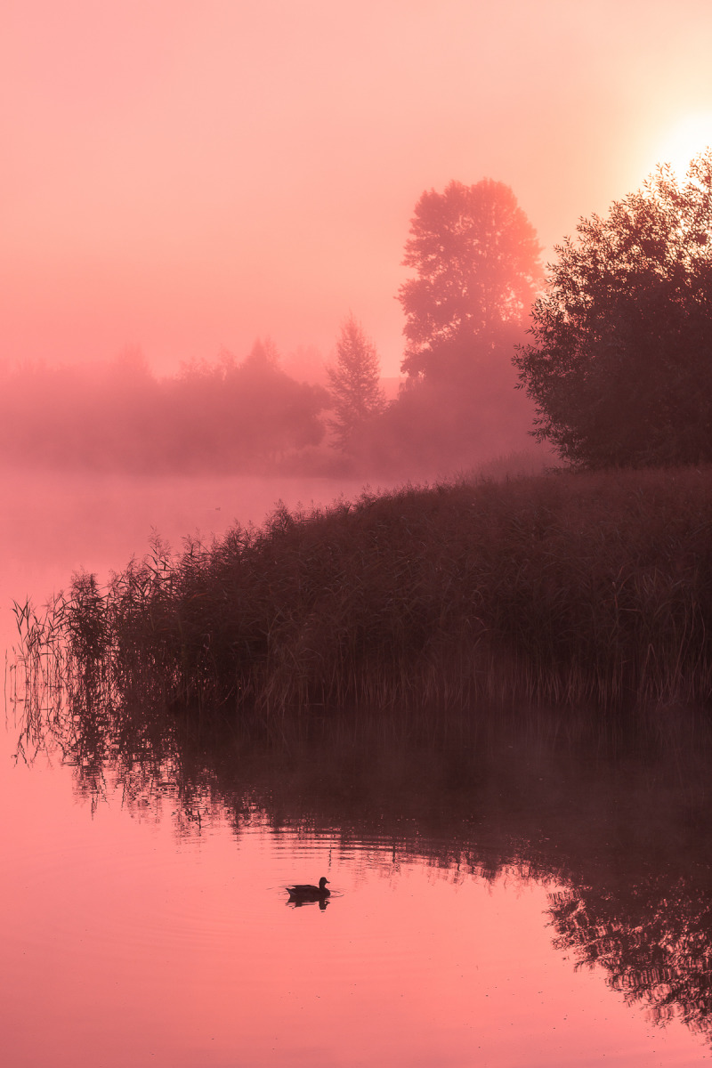 Утро на озере | Фотограф Александр Тарасевич | foto.by фото.бай