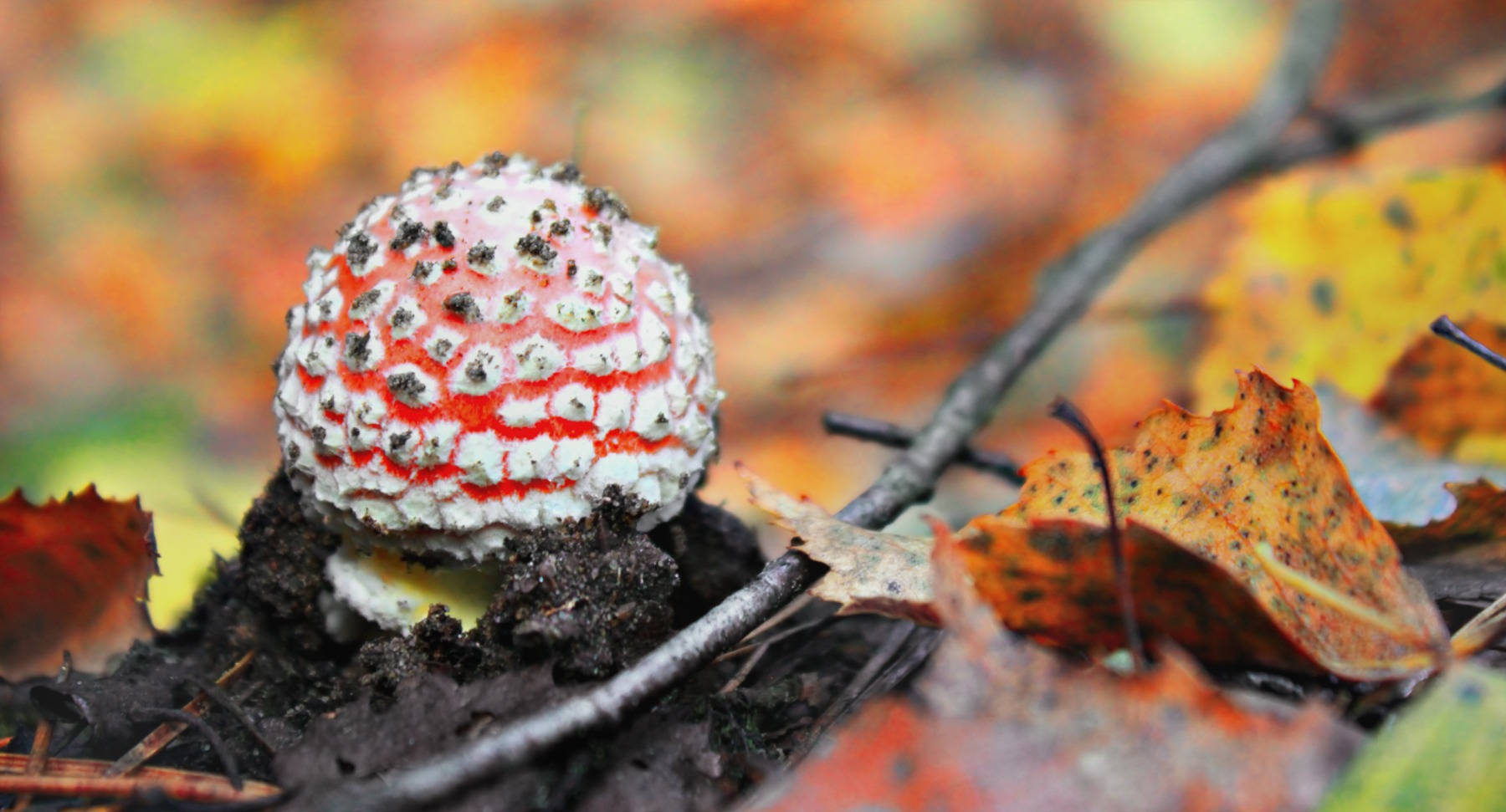 осенью в лесу | Фотограф Дмитрий Федоров | foto.by фото.бай