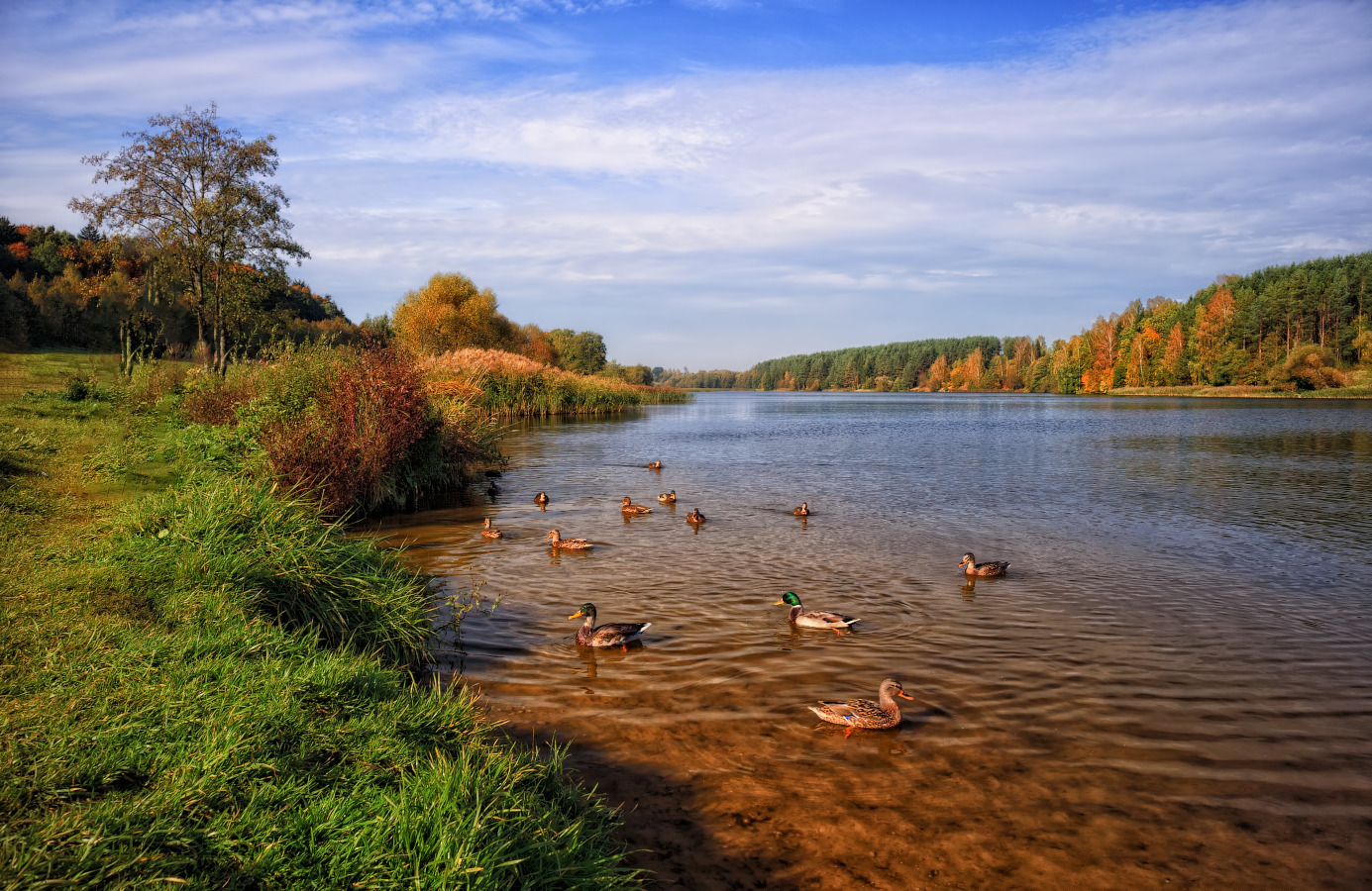 Осень на реке Птичь | Фотограф Сергей Шабуневич | foto.by фото.бай