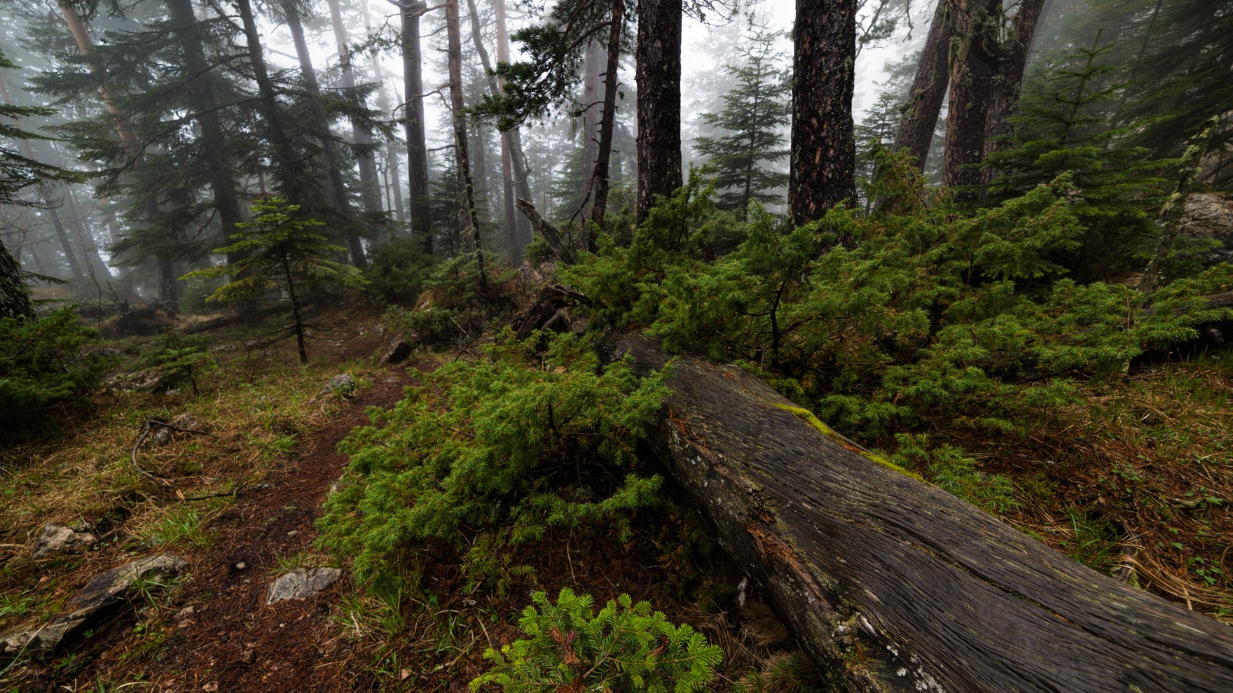 Тропинка в туманном лесу | Фотограф Александр Плеханов | foto.by фото.бай