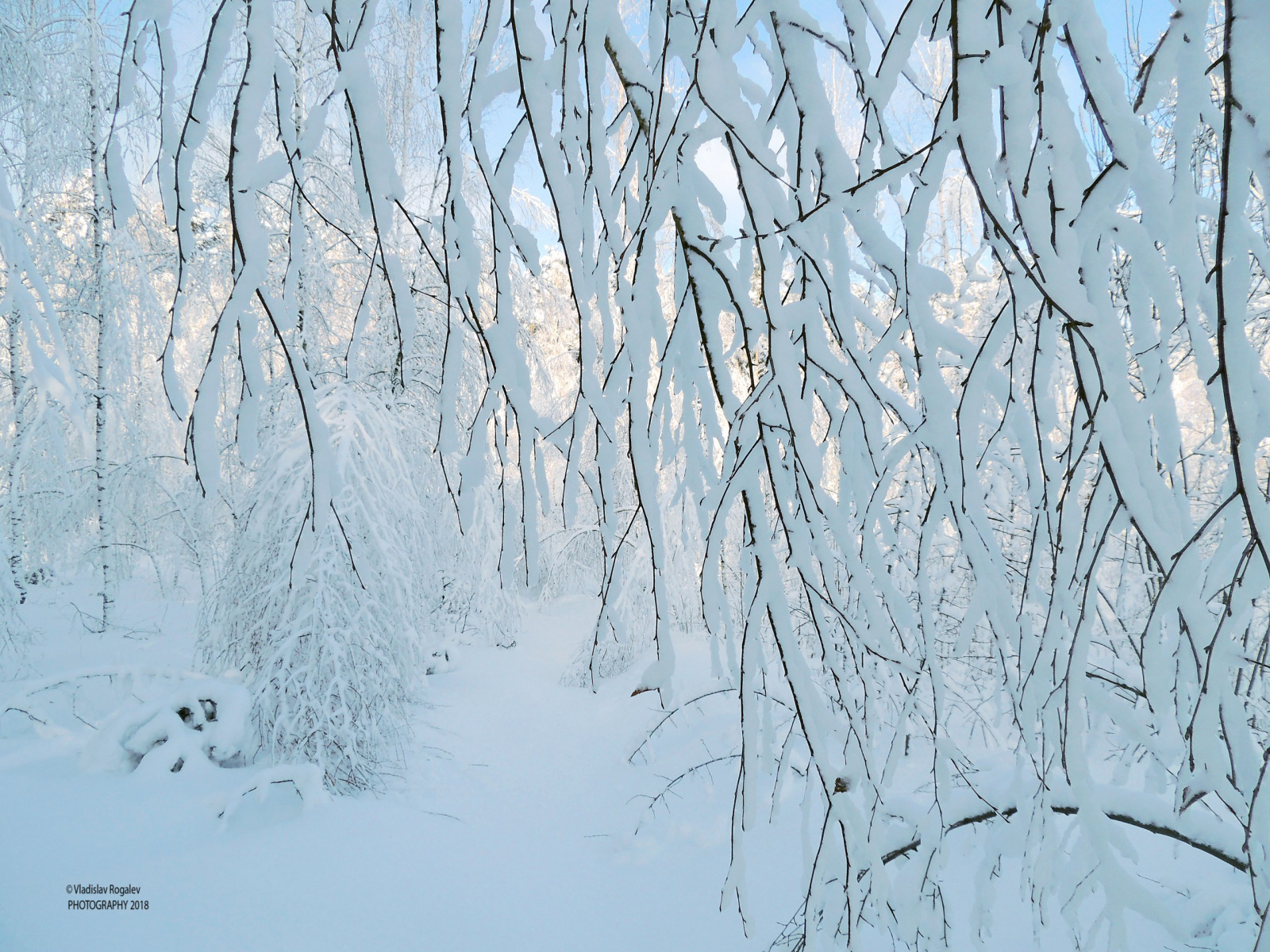 утро после снегопада | Фотограф Владислав Рогалев | foto.by фото.бай