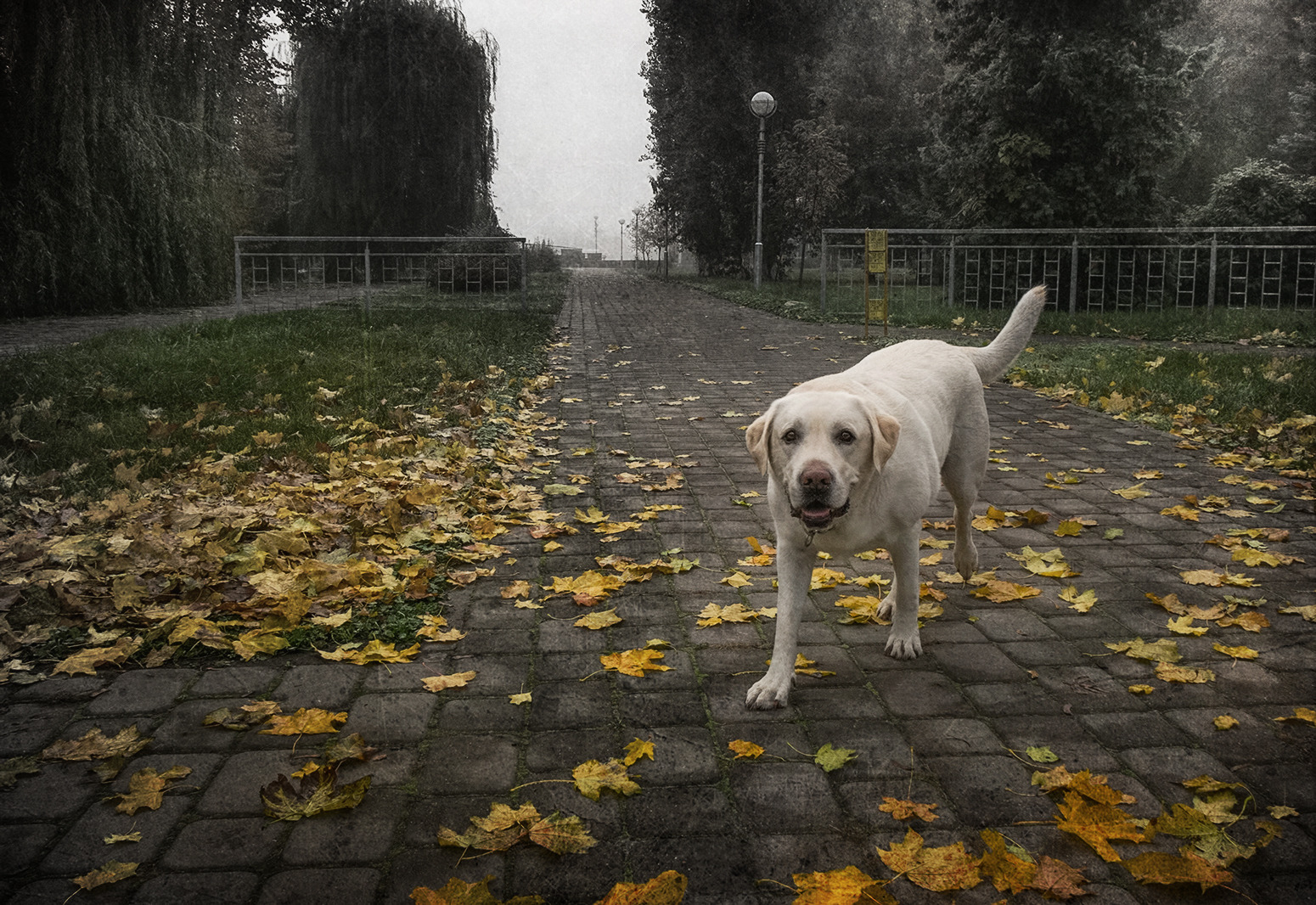 Осенний лабрадор | Фотограф Александр Шатохин | foto.by фото.бай