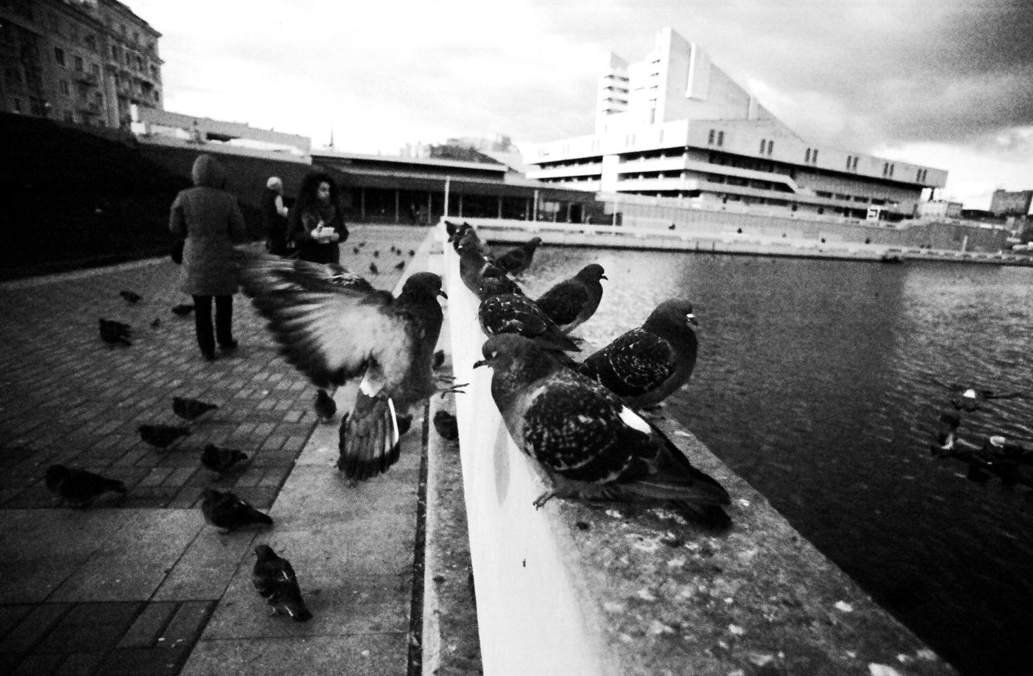 голуби | Фотограф урал КЗН | foto.by фото.бай