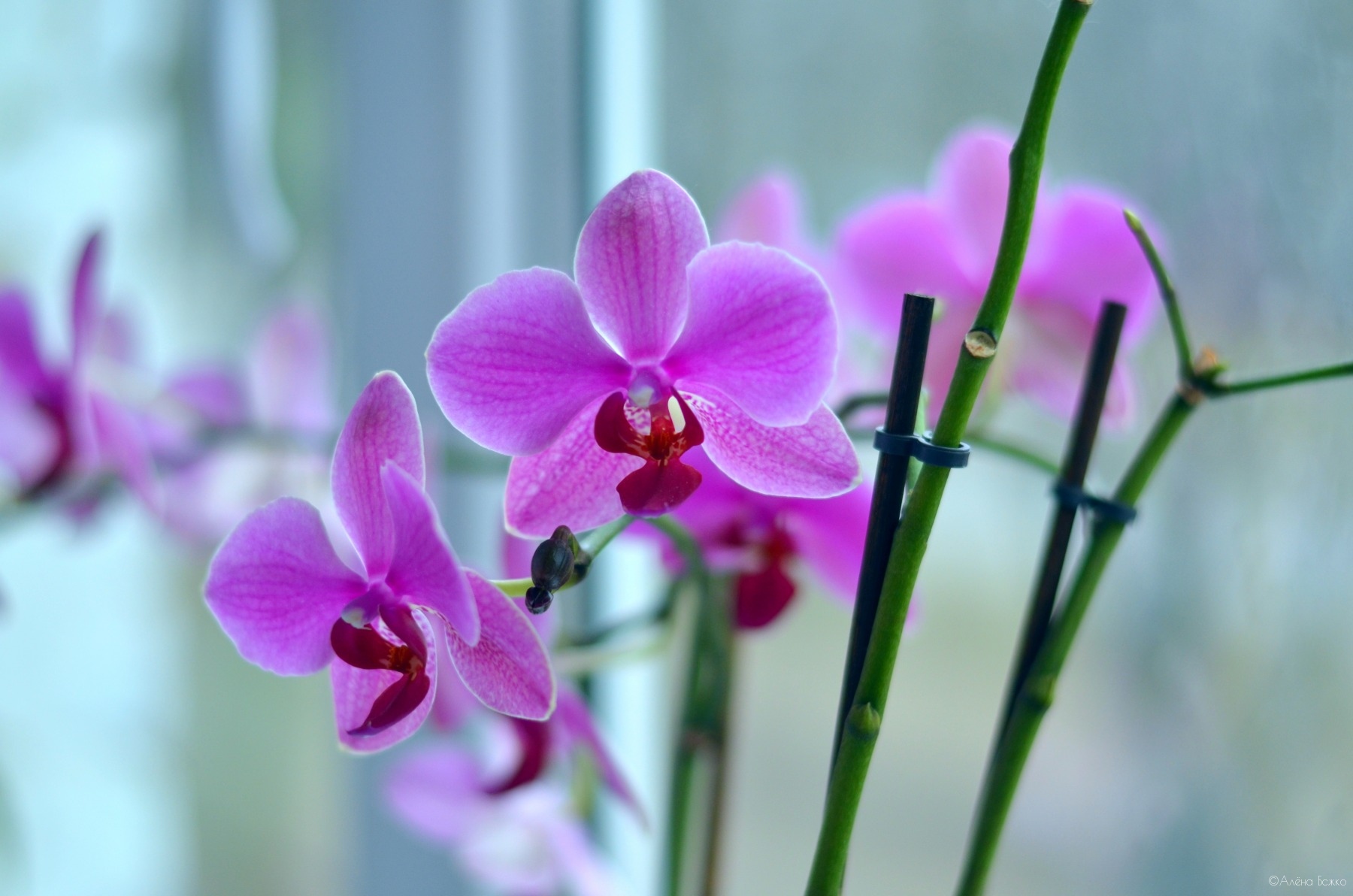 Орхидея... | Фотограф Алёна Божко | foto.by фото.бай