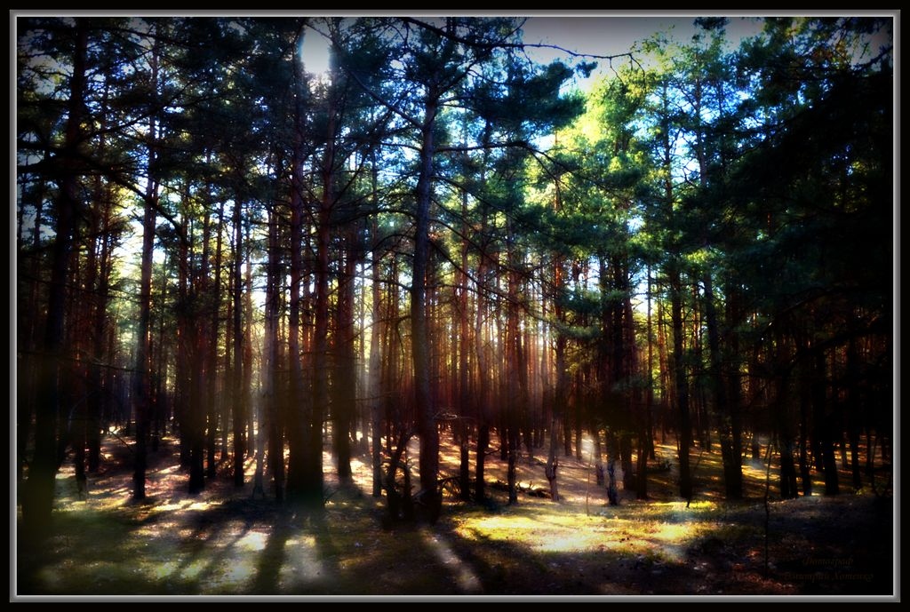 Весенний лес в д.Творичевка | Фотограф Дмитрий Хотенко | foto.by фото.бай