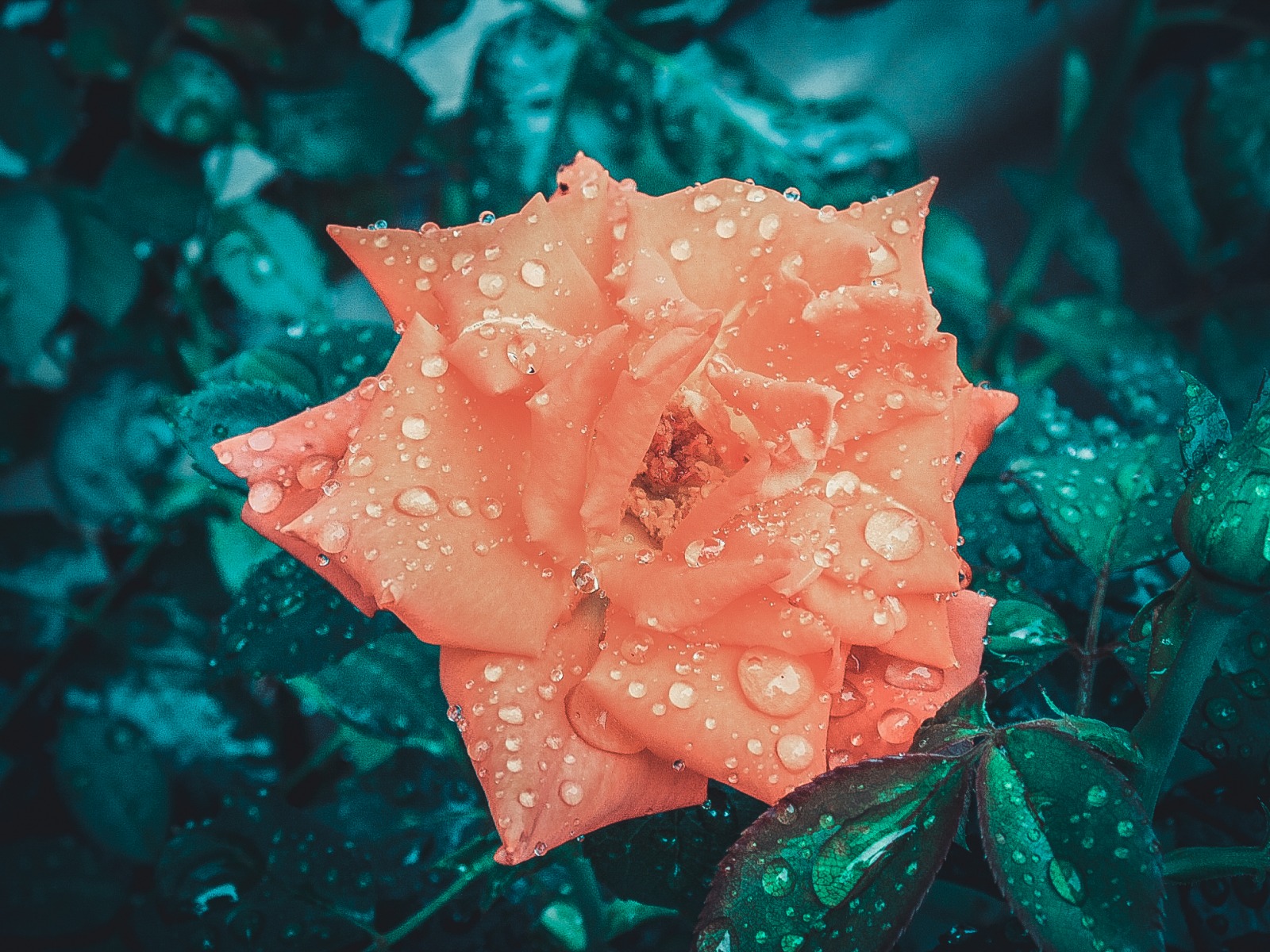 rose | Фотограф Елизавета Логвинова | foto.by фото.бай