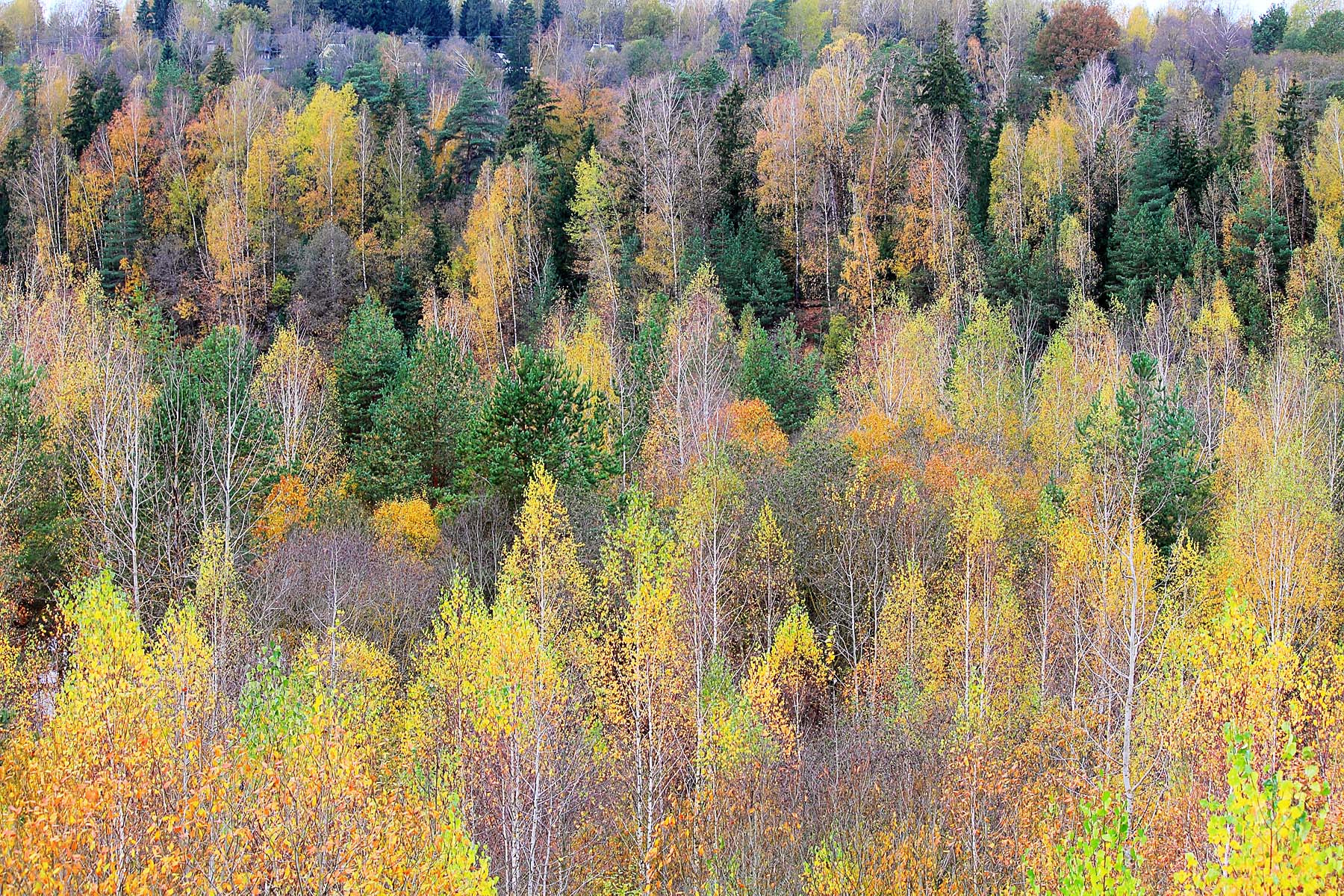 осенний лес | Фотограф Александр Семейников | foto.by фото.бай