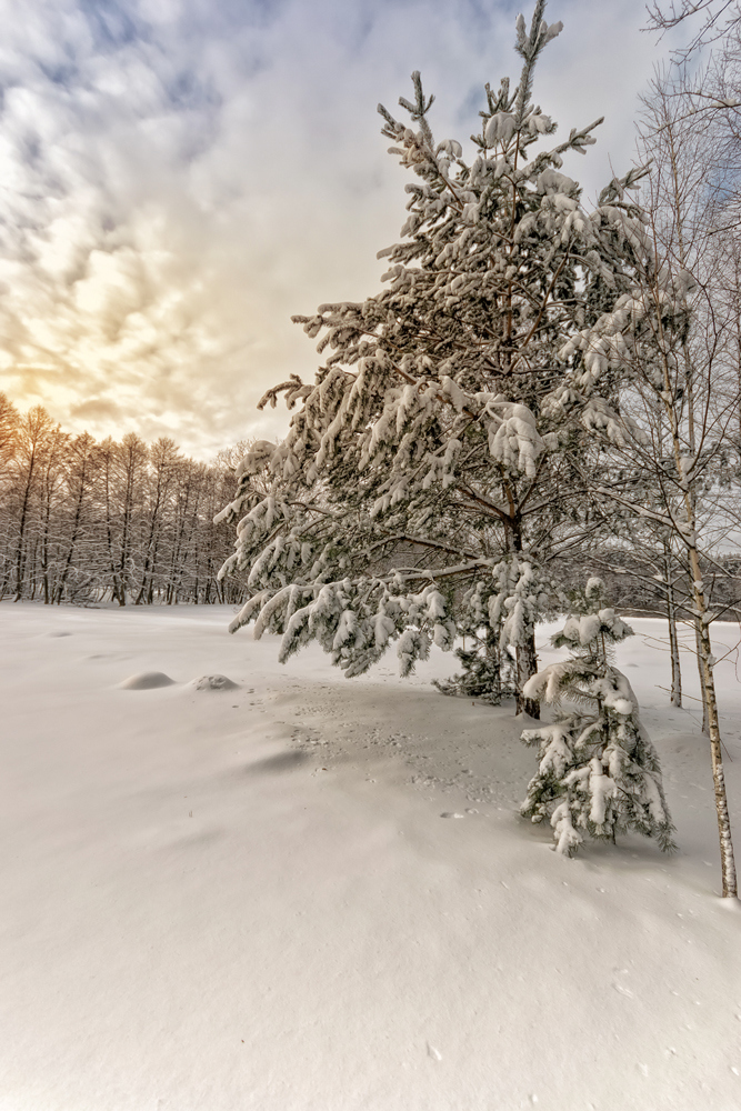 Зимнее утро в дроздах | Фотограф Дмитрий Голуб | foto.by фото.бай