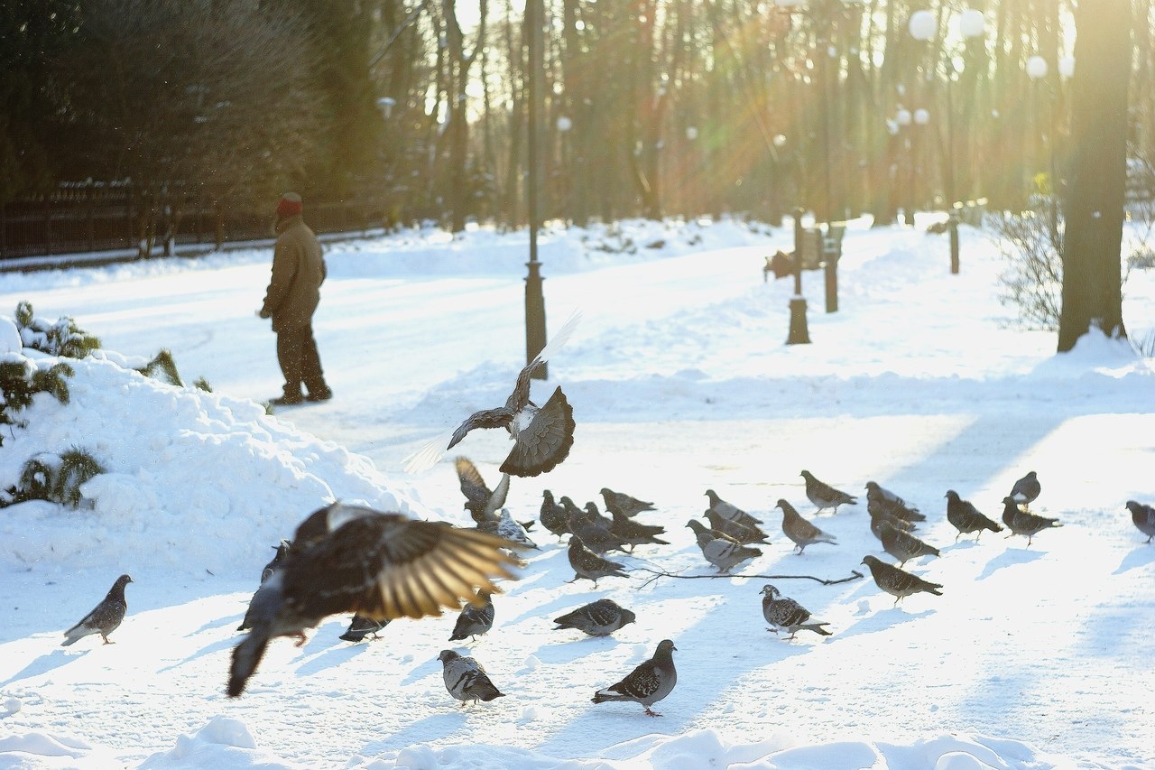 грядущие голуби | Фотограф ната попкова | foto.by фото.бай