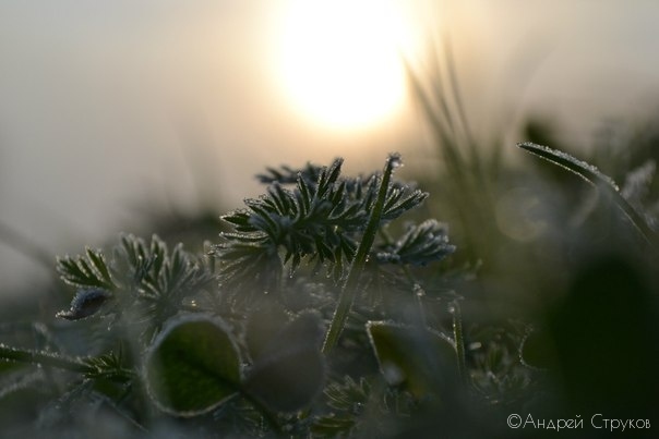 утро. | Фотограф Андрей Струков | foto.by фото.бай