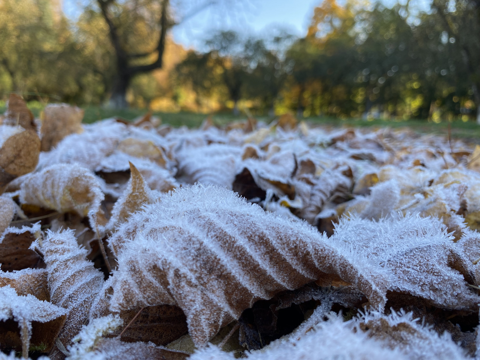 Восеньскі шэрань | Фотограф Андрэй Цэльба | foto.by фото.бай