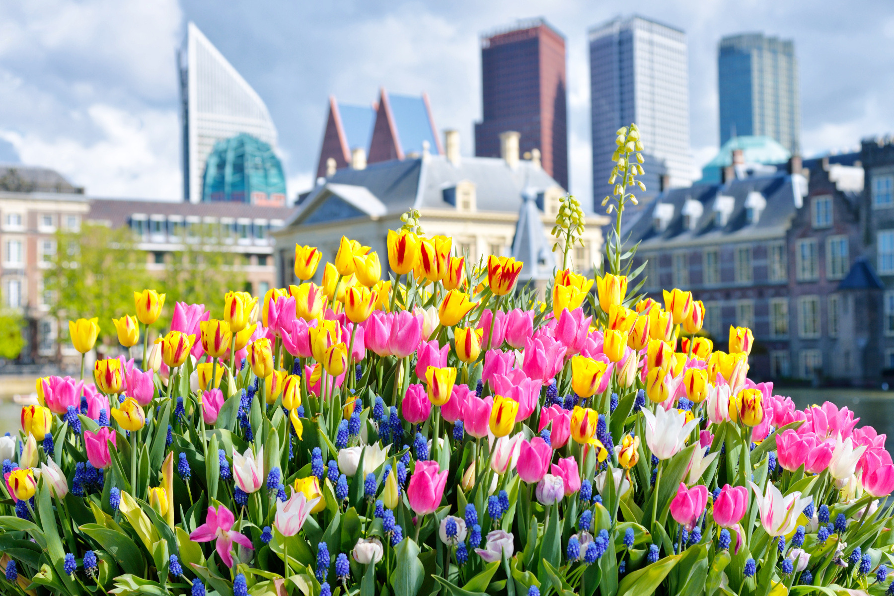 Весна в Гааге | Фотограф Александр Кузнецов | foto.by фото.бай