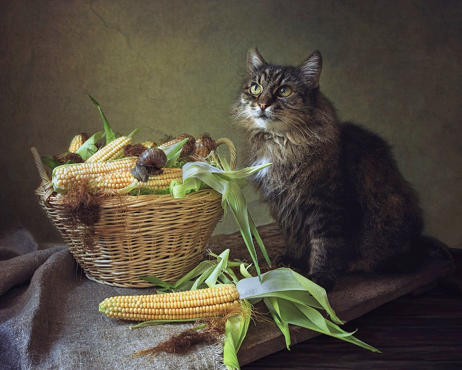 Про любителей кукурузы | Фотограф Ирина Приходько | foto.by фото.бай