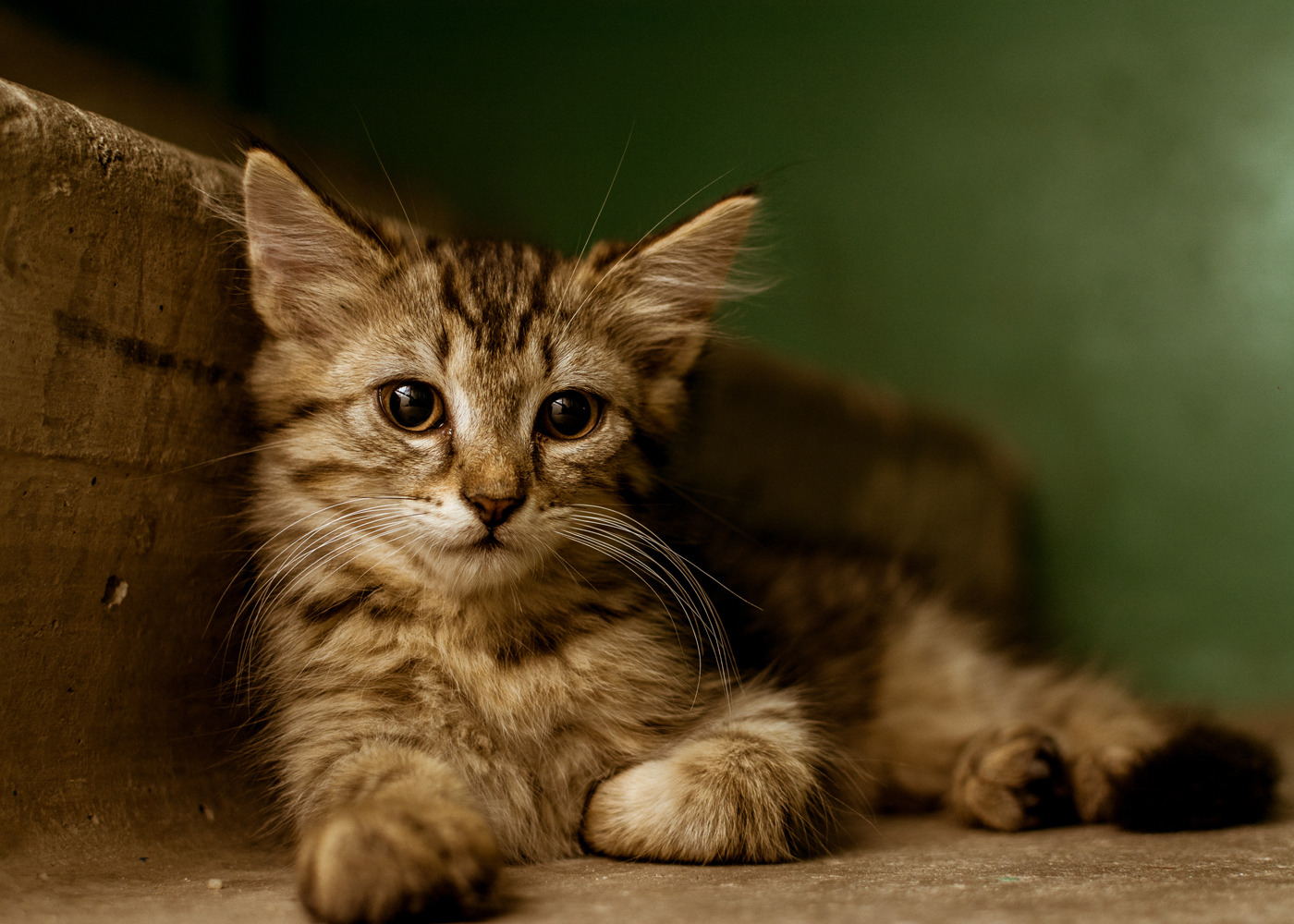 Кот, живущий в подъезде | Фотограф Сергей Дишук | foto.by фото.бай