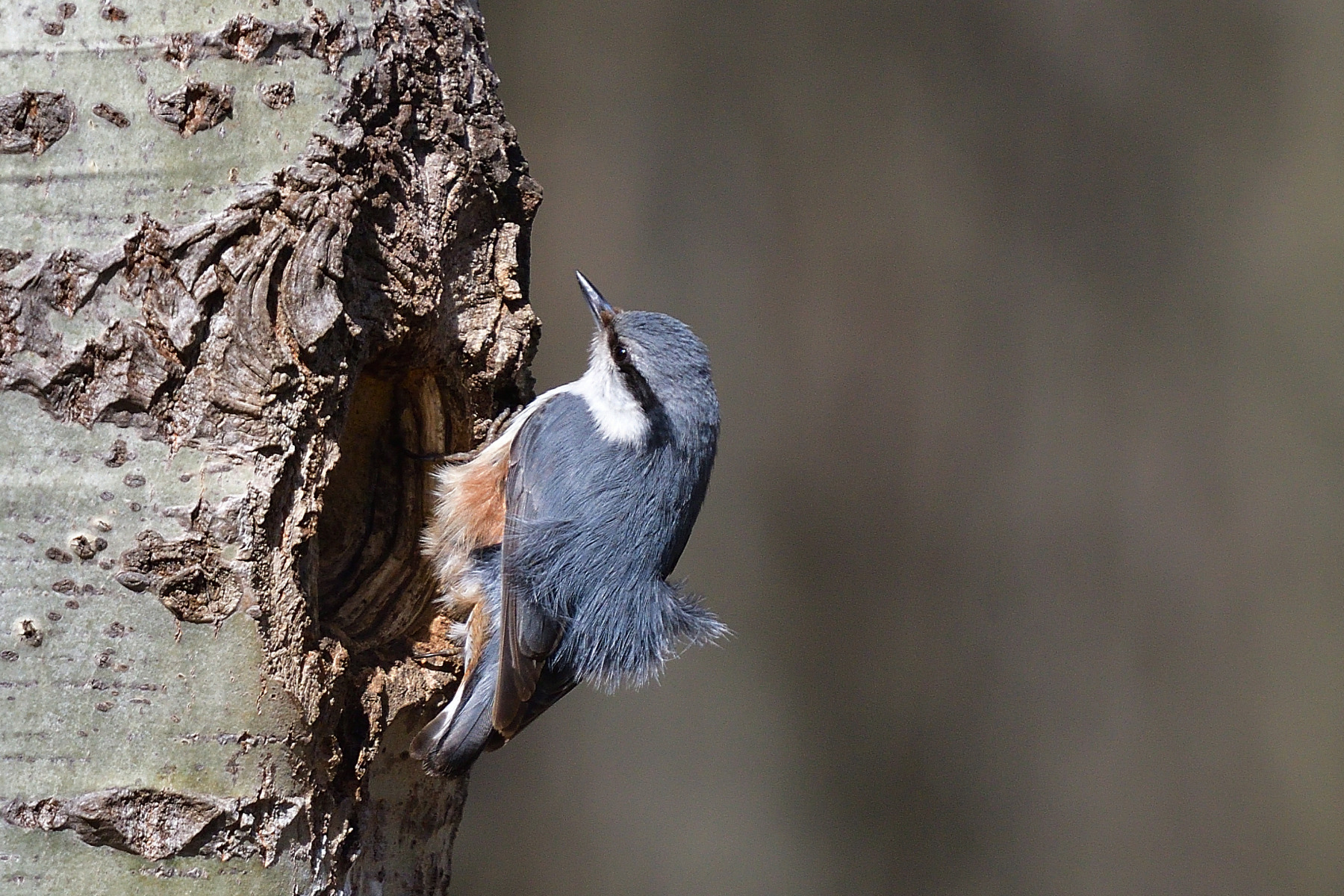 *** | foto.by фото.бай