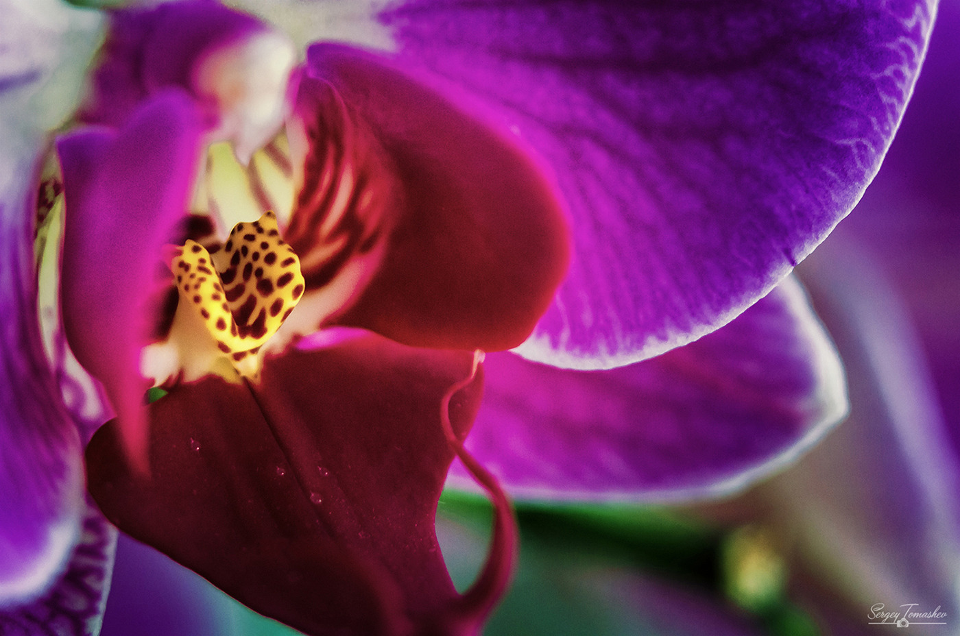 Орхидея | Фотограф Сергей Томашев | foto.by фото.бай