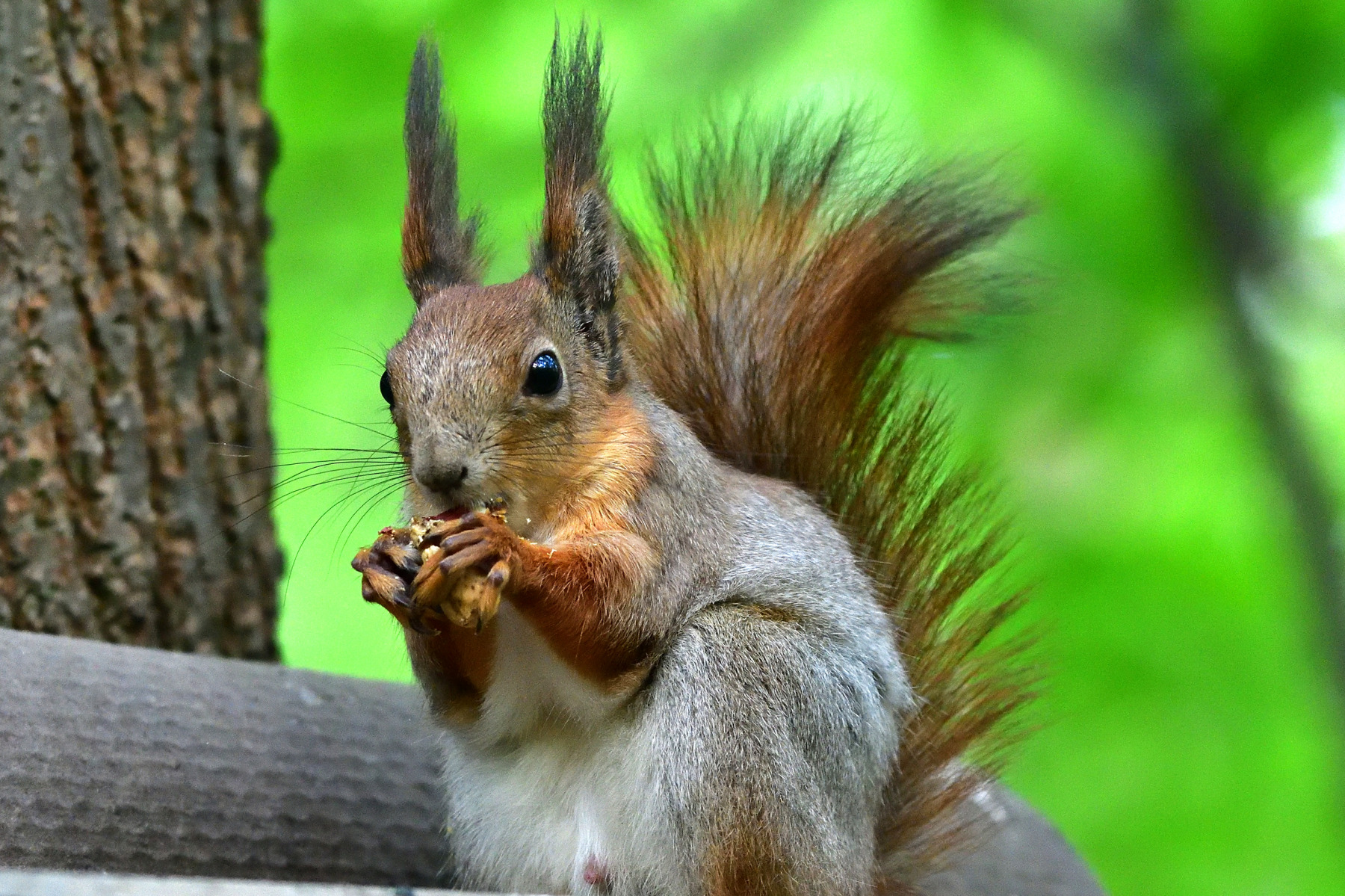 Squirrel.. | Фотограф Ihar Karneichuk | foto.by фото.бай