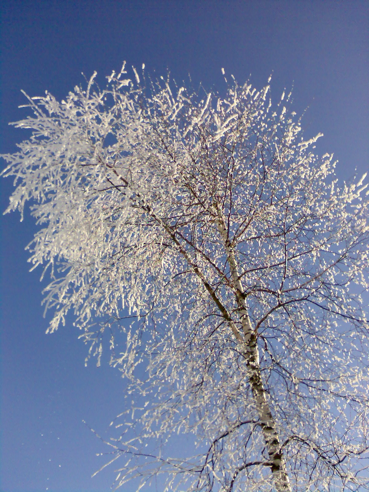 Морозный денек | Фотограф Ermilin Vladimir | foto.by фото.бай