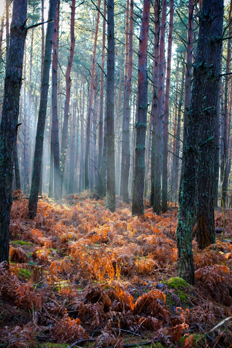 Осенний лес | Фотограф Наталья Кузьменова | foto.by фото.бай