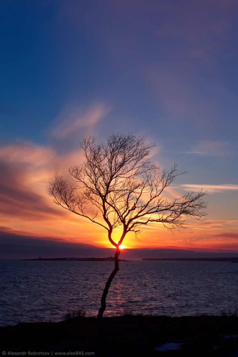 Огненное дерево | Фотограф Александр Бобрецов | foto.by фото.бай