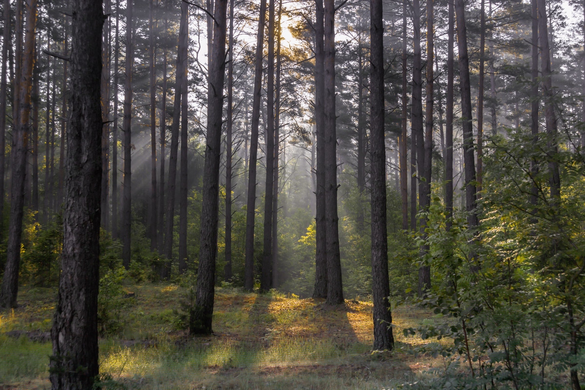 Сказочный лес | Фотограф Дмитрий Голуб | foto.by фото.бай