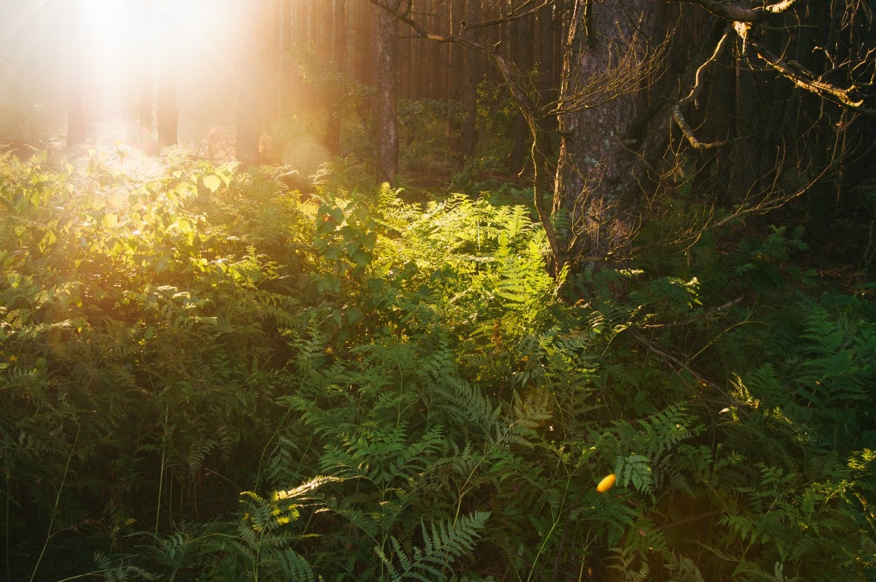 Утренний лес | Фотограф Артур Язубец | foto.by фото.бай