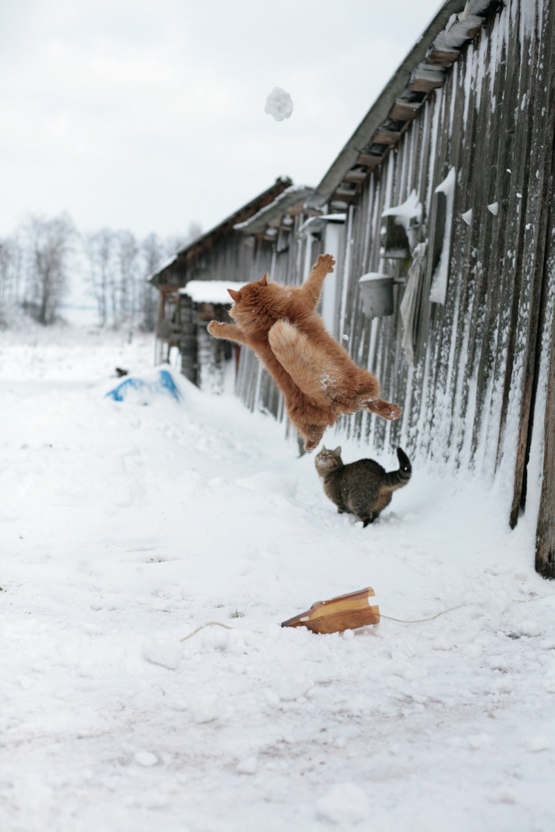 снежок | Фотограф Алексей Кулаковский | foto.by фото.бай