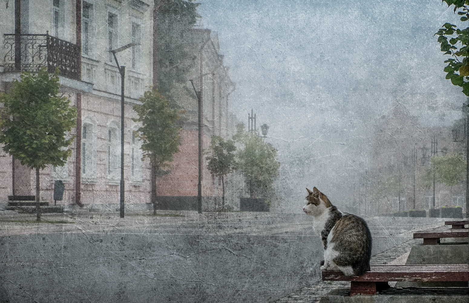 Городской котейко | Фотограф Александр Шатохин | foto.by фото.бай