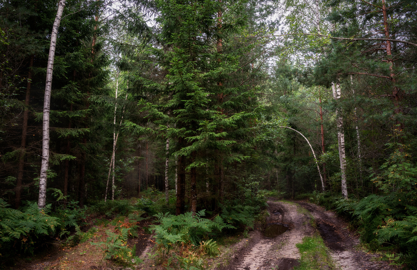 Чем дальше в лес... | Фотограф Ольга Бородина | foto.by фото.бай