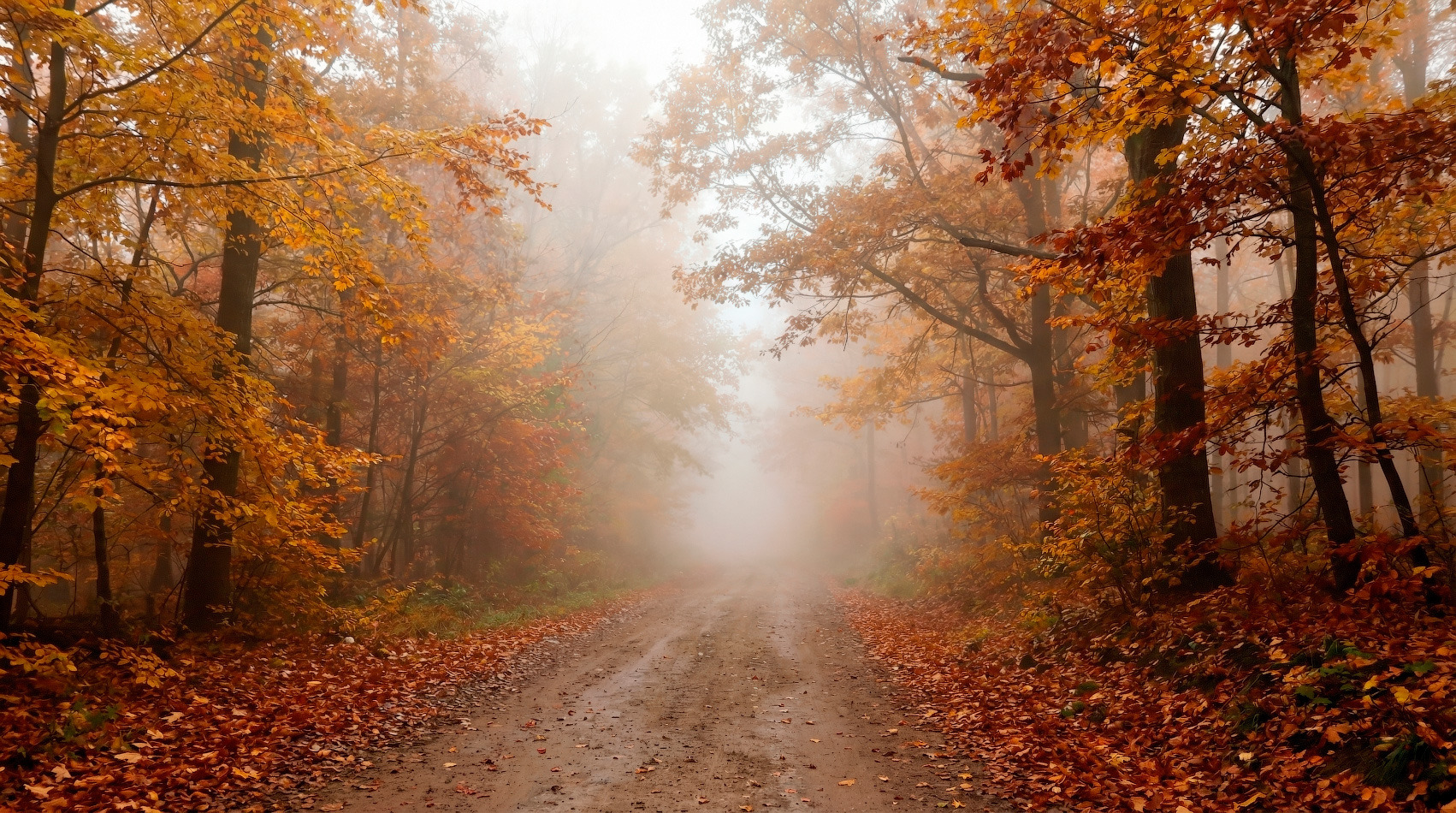Портал в осень | foto.by фото.бай