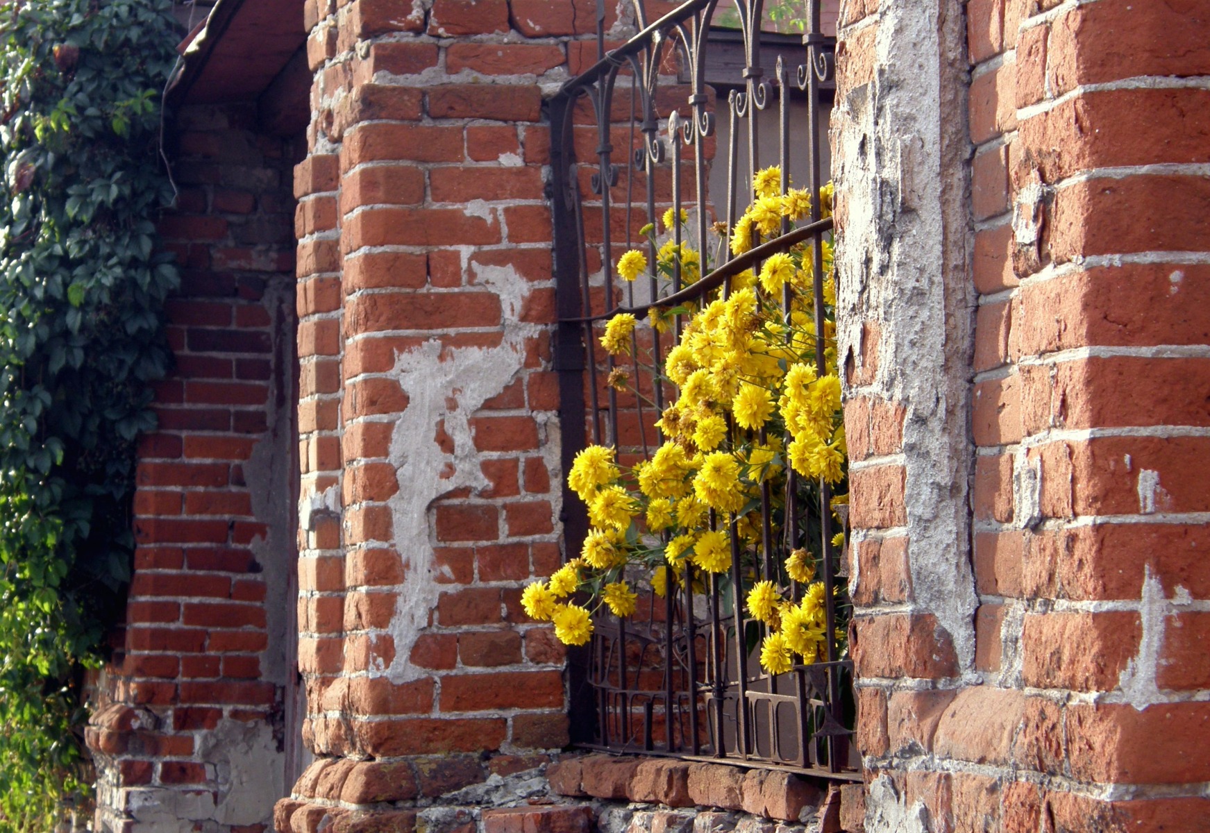 золотые шары | Фотограф Юрий Ленченков | foto.by фото.бай