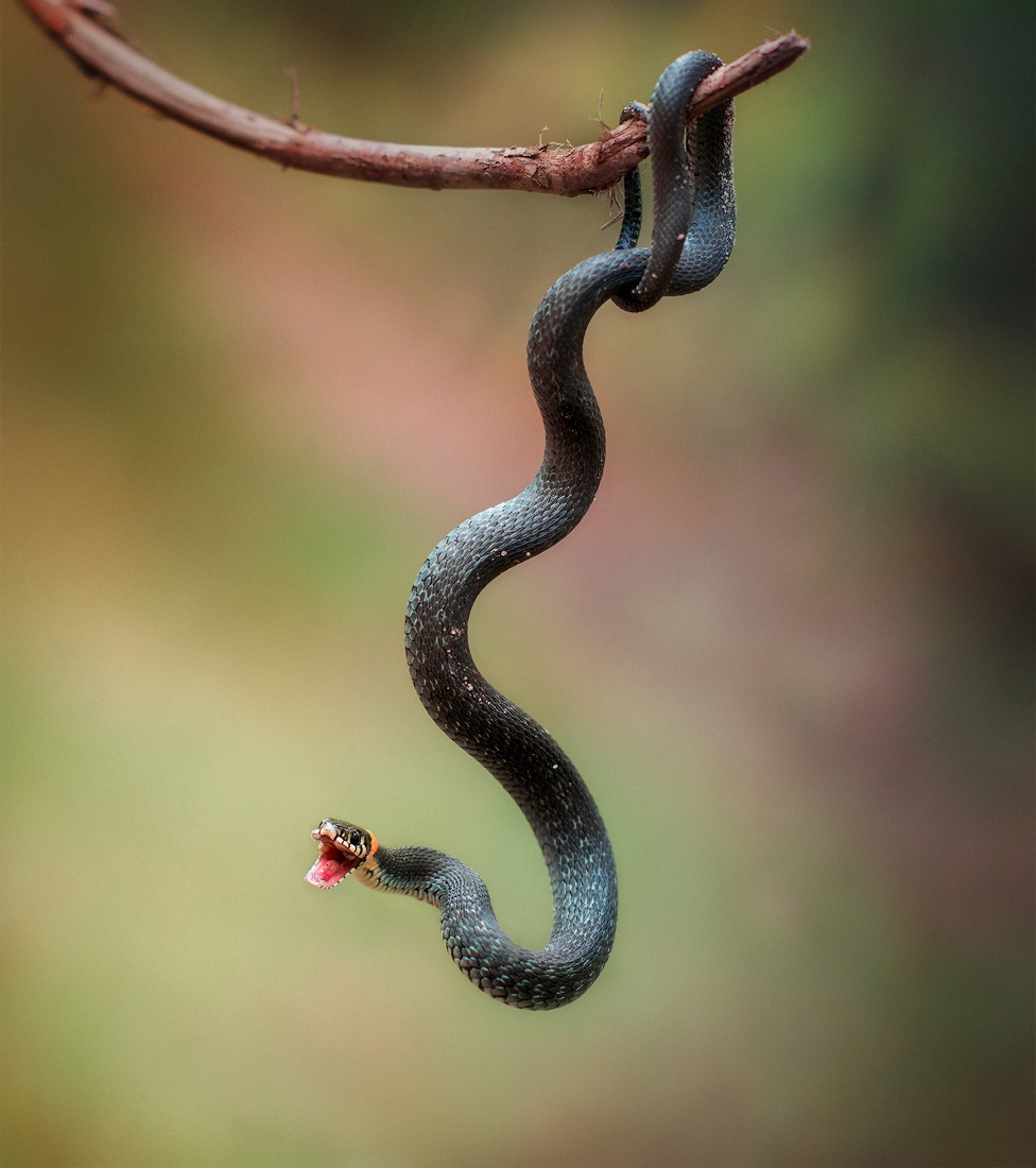 Воздушный змей) | Фотограф Irina Osm | foto.by фото.бай