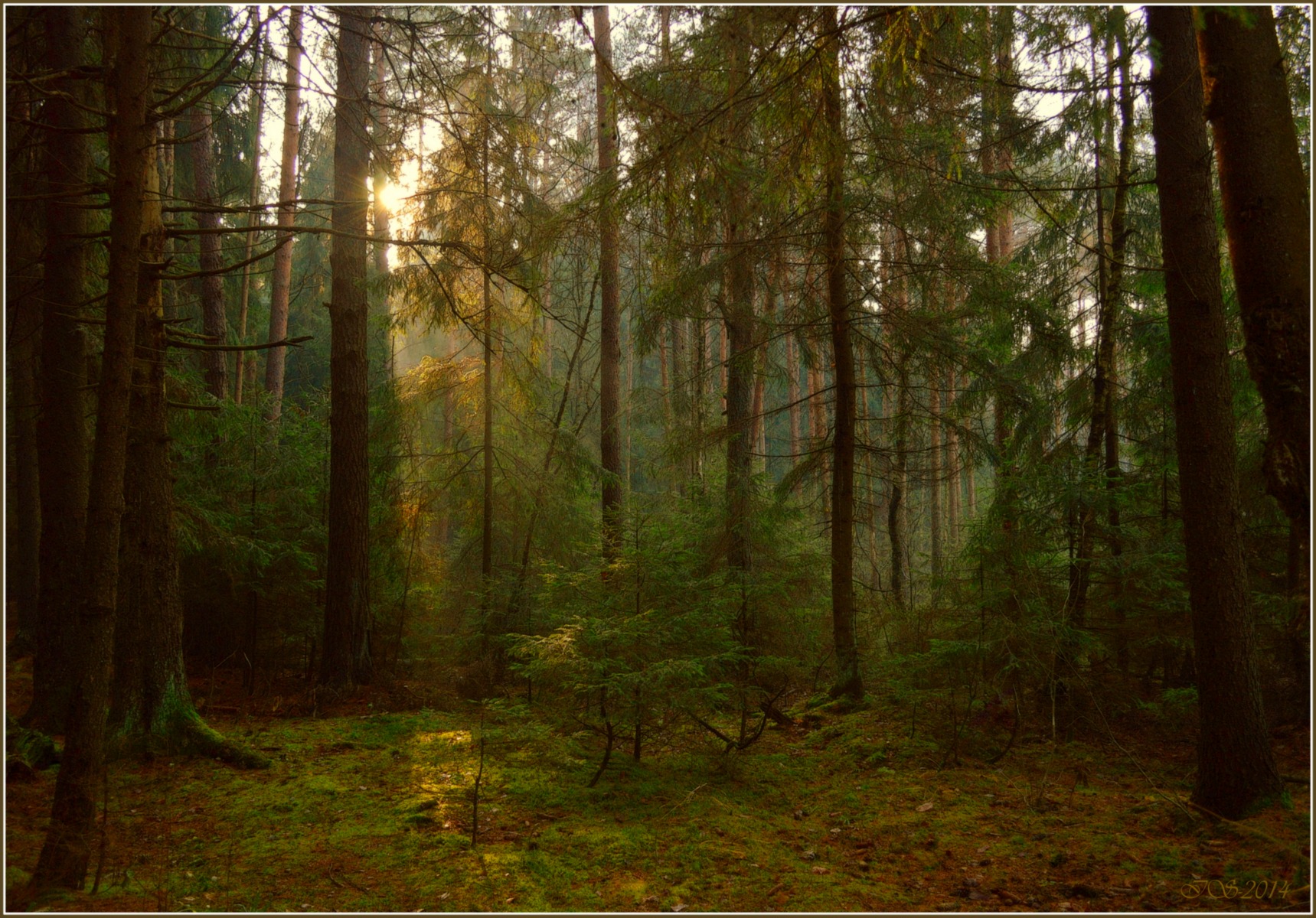 осенний лес | Фотограф Игорь Сафонов | foto.by фото.бай