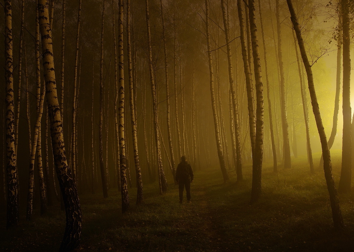 "Зачарованный лес" | Фотограф Сергей Шляга | foto.by фото.бай