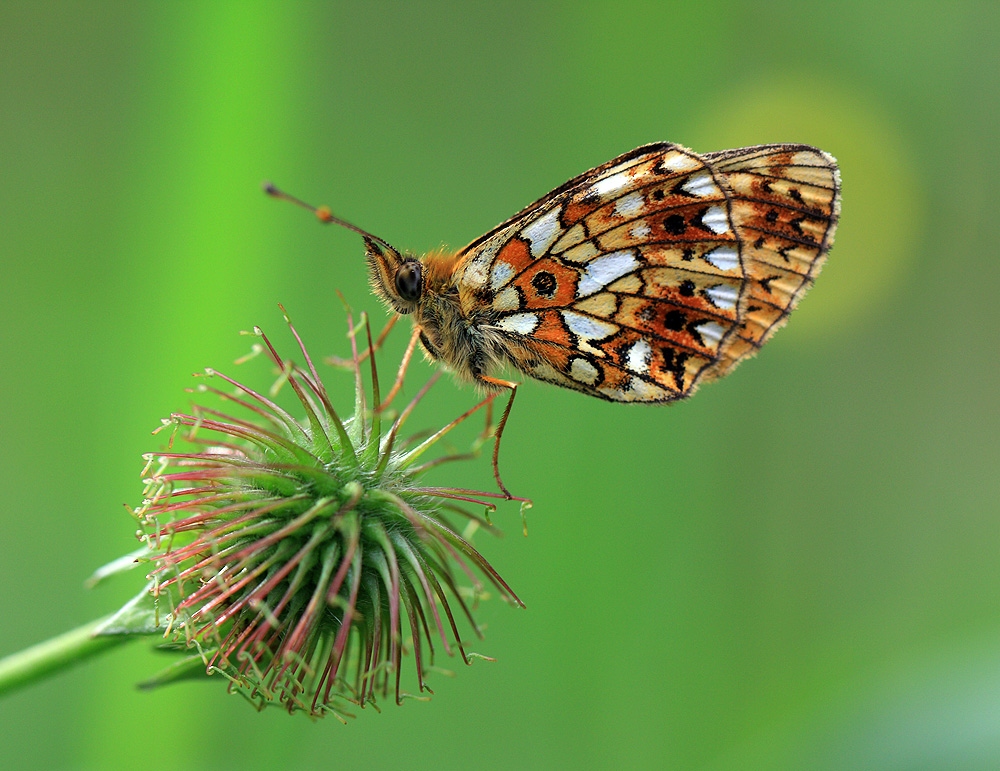 Про бабочек | Фотограф Андрей Марцинкевич | foto.by фото.бай