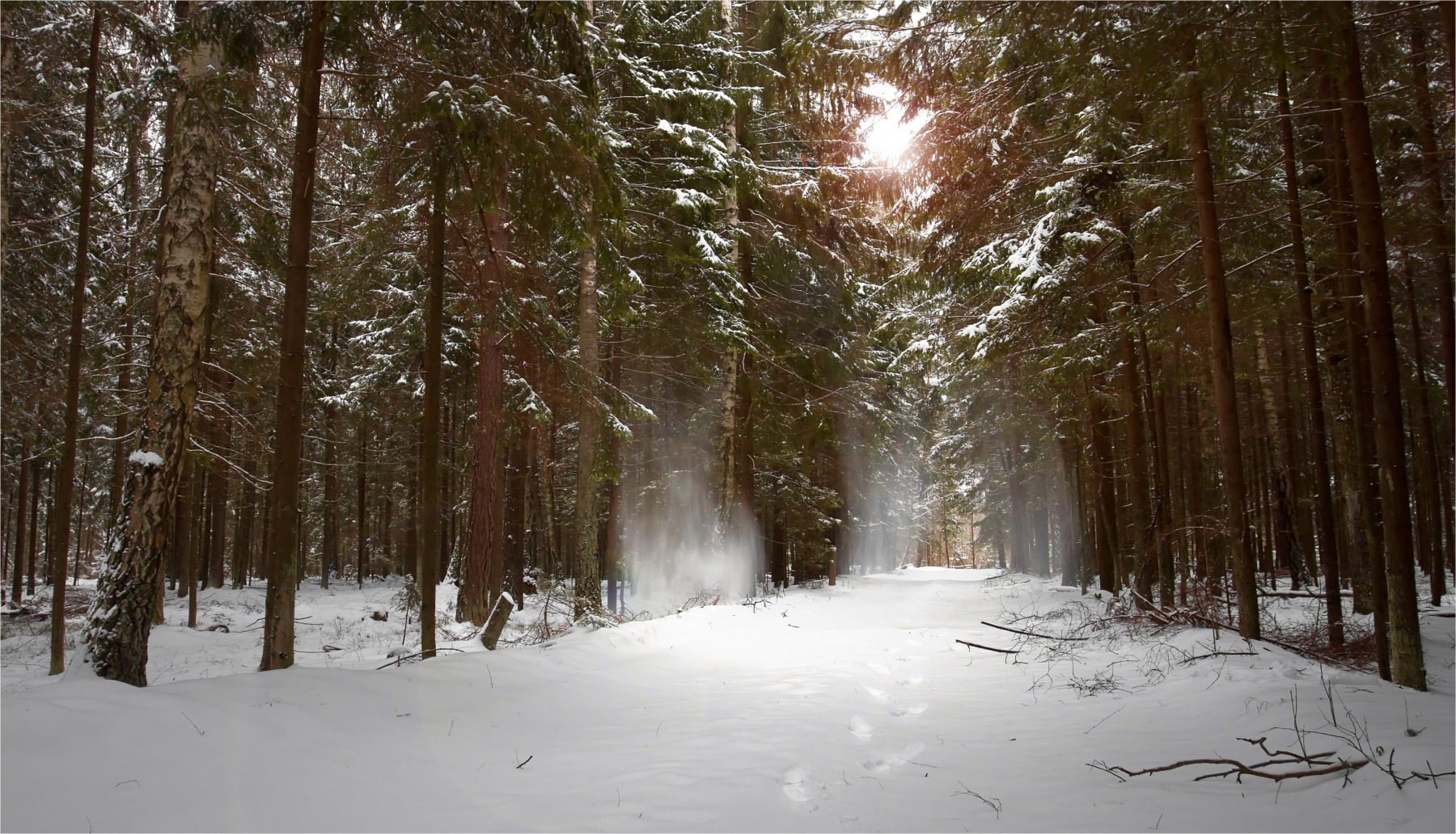 Тайны зимнего леса... | Фотограф Роман Филиповец | foto.by фото.бай