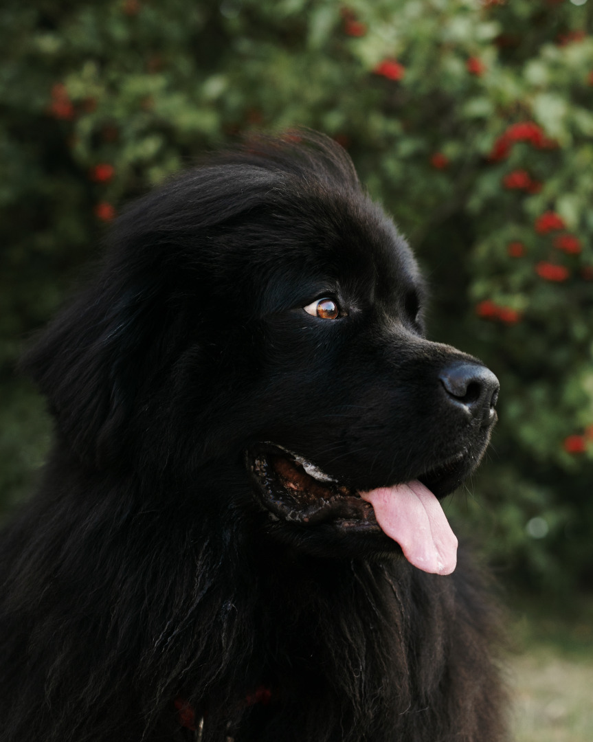 Фотограф для фотосессии, фотография от 14.10.2025