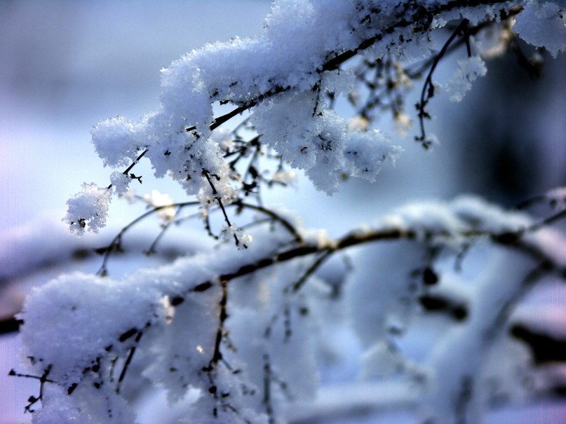 зима. | Фотограф Евгения Козел | foto.by фото.бай
