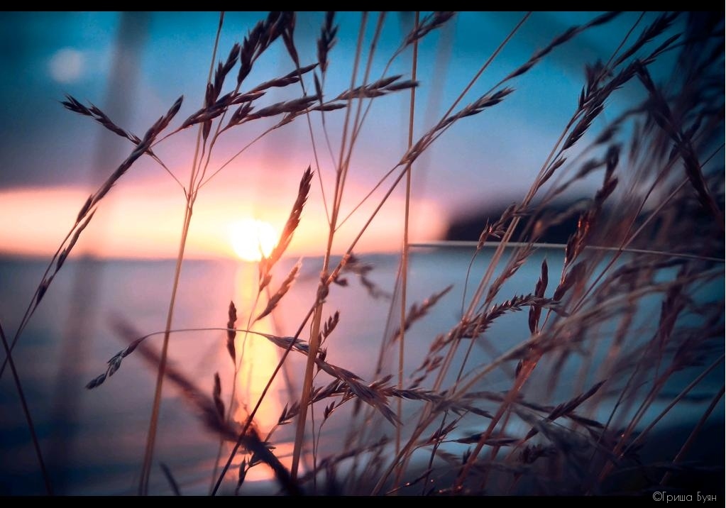 Отражение солнца вне колосков травы. | Фотограф Гриша Буян | foto.by фото.бай