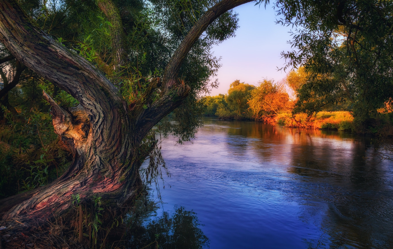 Дерево у реки | Фотограф Сергей Шабуневич | foto.by фото.бай