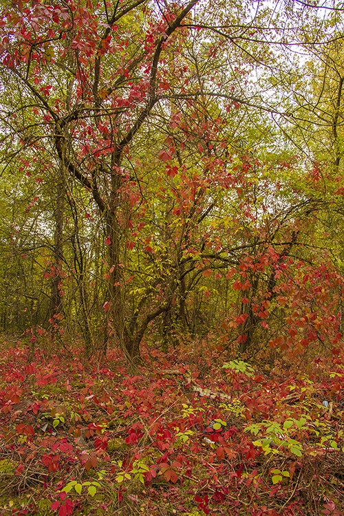 Красно в лесу | Фотограф Александр Архипов | foto.by фото.бай
