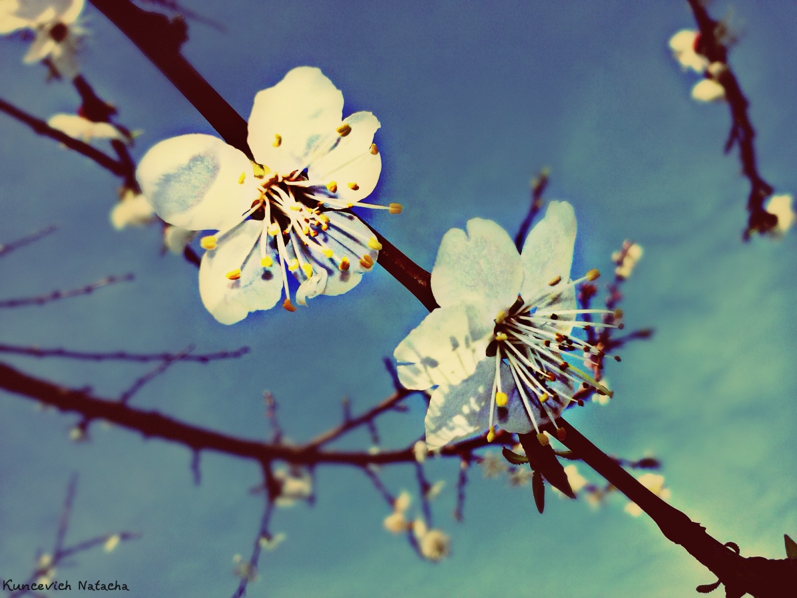 цветение абрикоса... | Фотограф Наталья Кунцевич | foto.by фото.бай