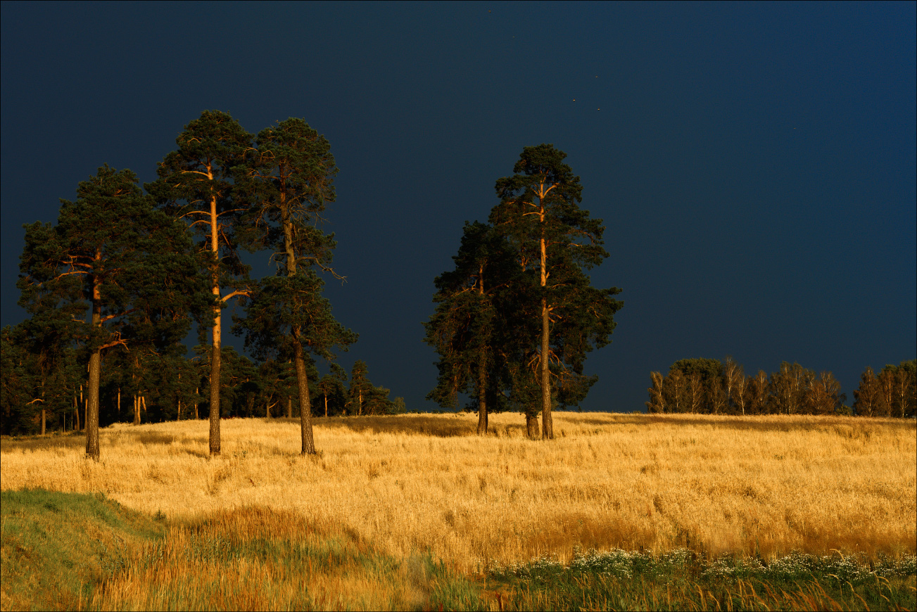 Сосны на фоне предгрозового небо! | Фотограф Юрий Купреев | foto.by фото.бай