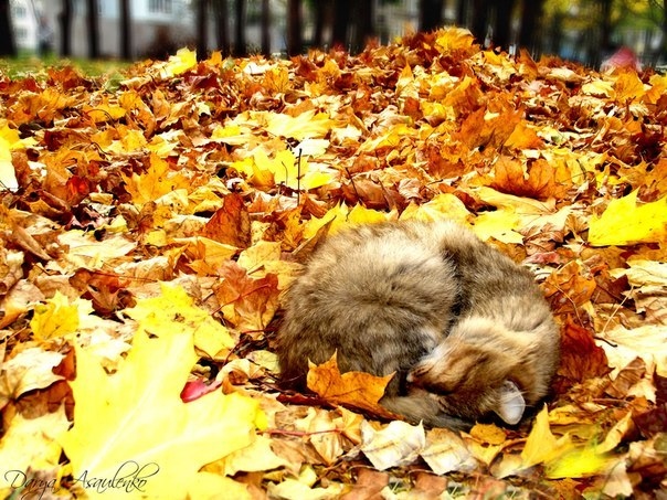 Осень | Фотограф Дарья Эсауленко | foto.by фото.бай